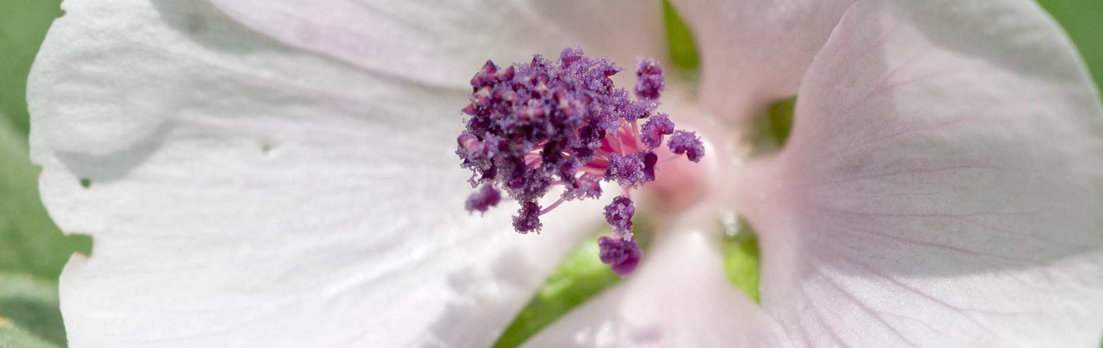 Marsh mallow - Althaea officinalis L.