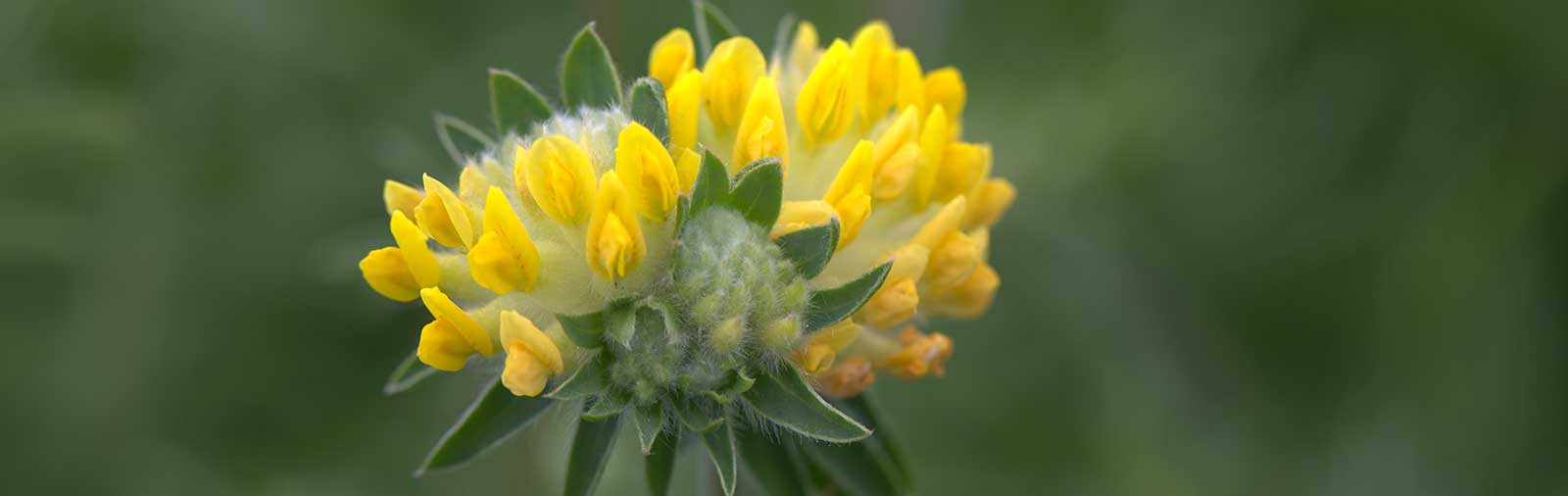 Kidney Vetch - Anthyllis vulneraria L.