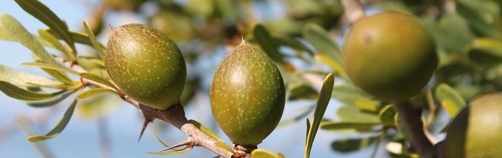 Argan Tree - Argania spinosa