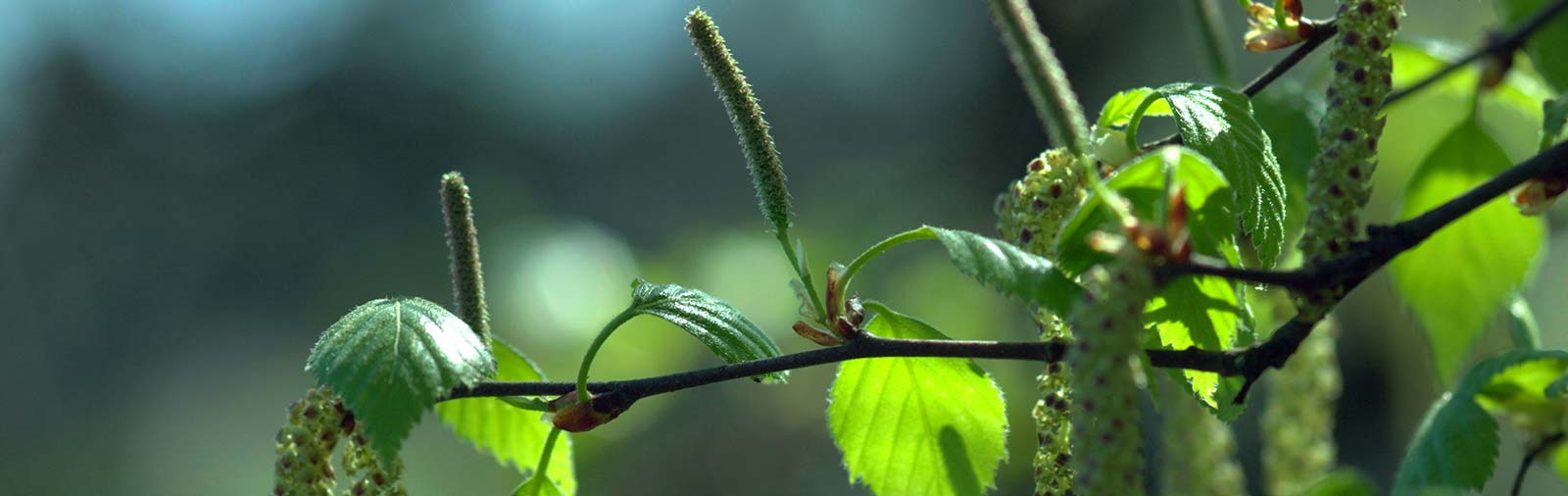 Birch - Betula pendula Roth