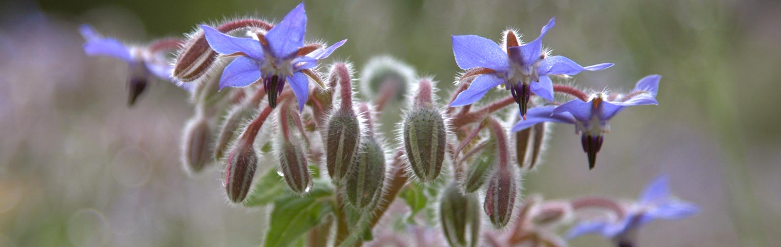 Borage - Borago officinalis L.