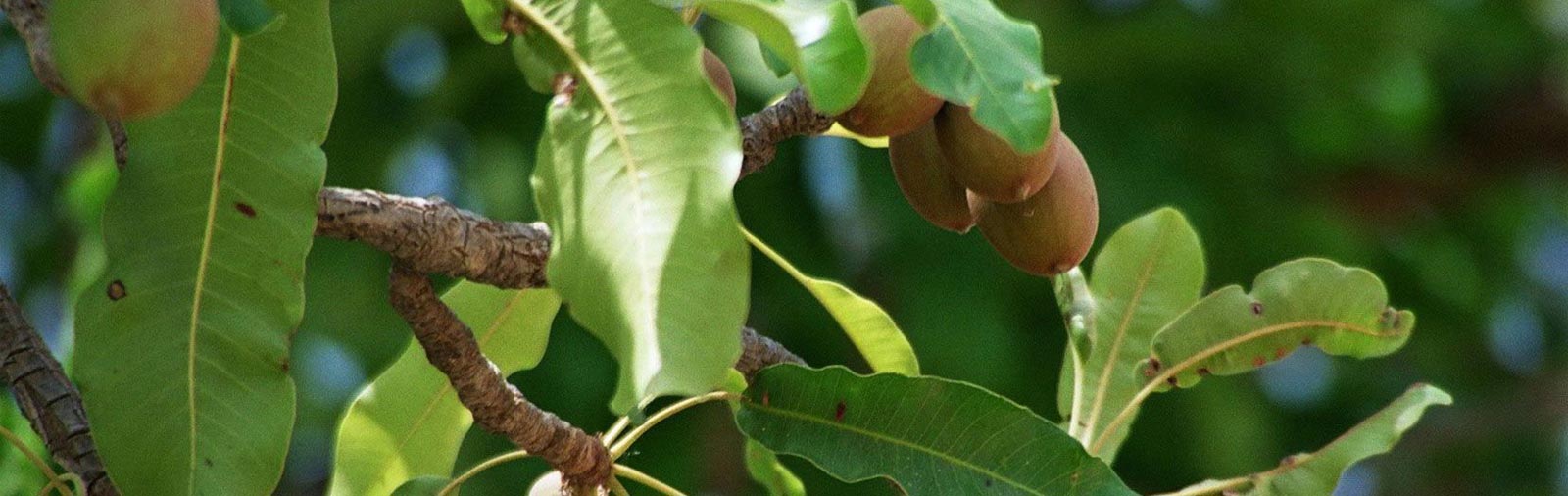Shea Tree - Butyrospermum parkii