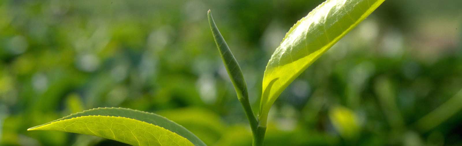 Tea - Camellia sinensis (L.) O. Kuntze