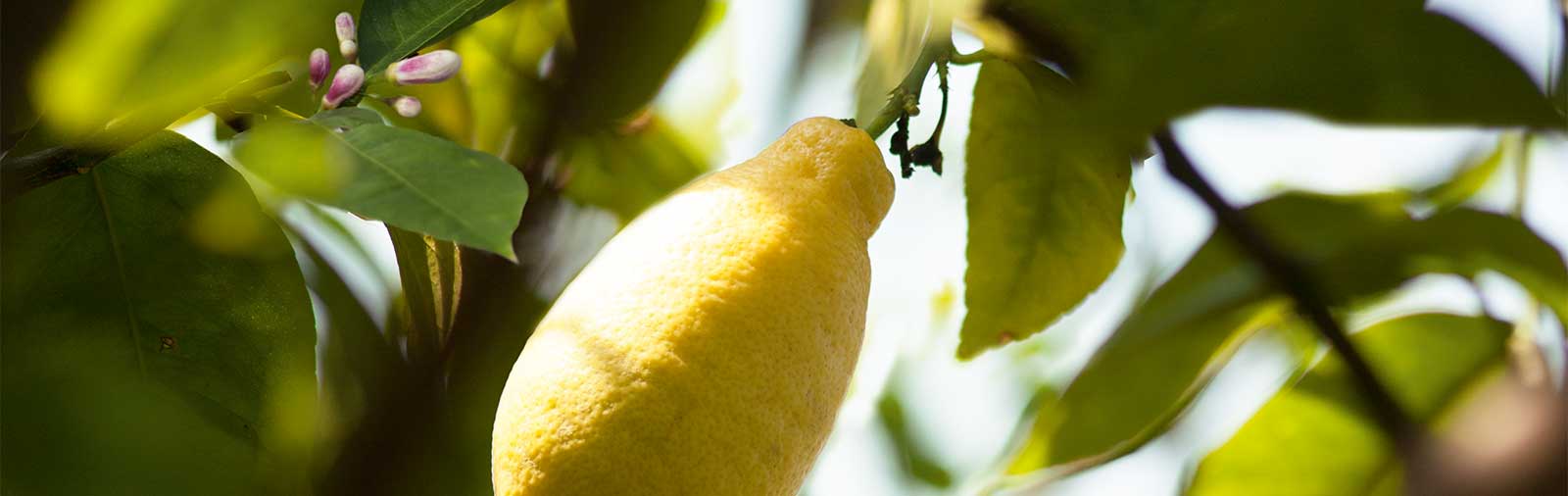 Lemon - Citrus limon L.