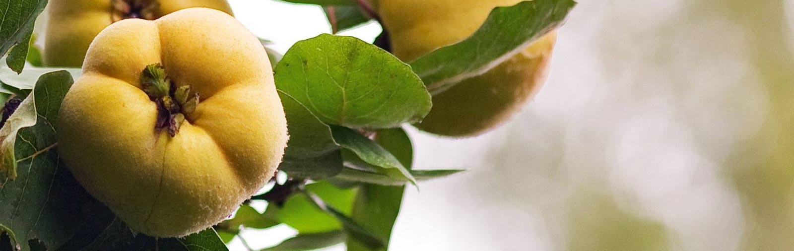 Quince - Cydonia oblonga