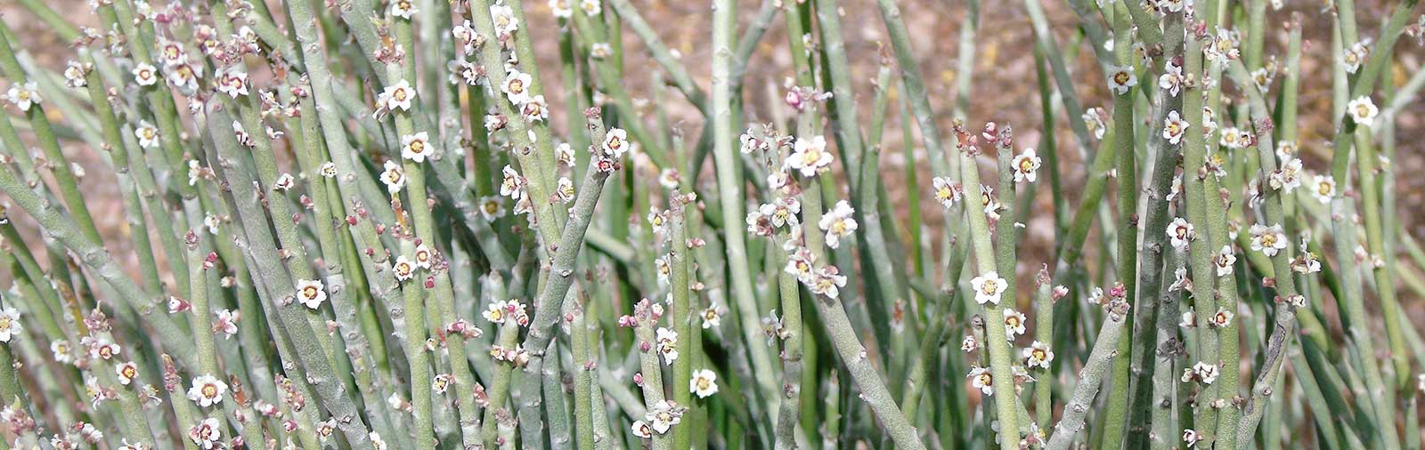 Candelilla - Euphorbia antisyphillitica, Euphorbia cerifera, Pedilanthus pavonis