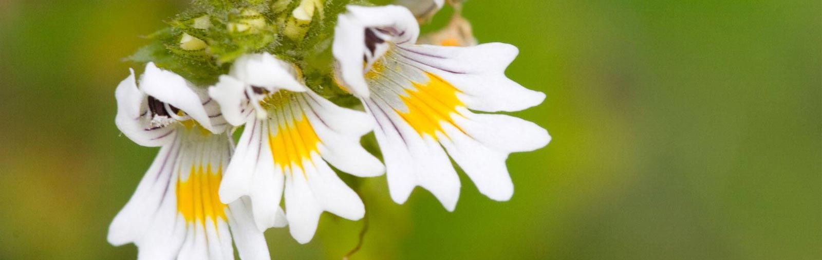Eyebright - Euphrasia officinalis