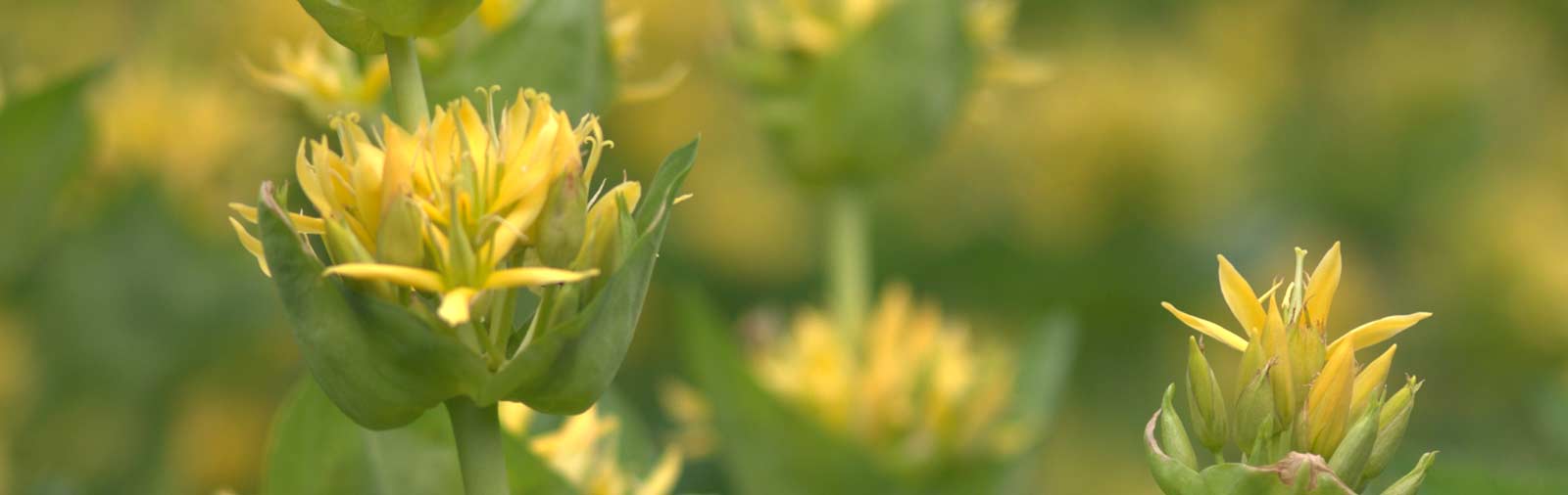 Gentian - Gentiana lutea L.