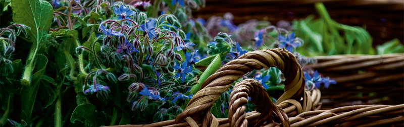 Dr.&nbsp;Hauschka: Medicinal plant glossary