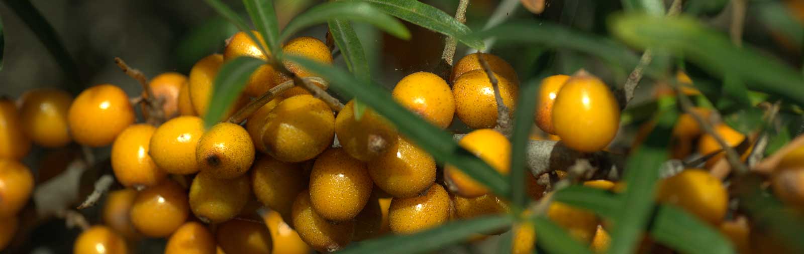 Sea Buckthorn - Hippophae rhamnoides L.