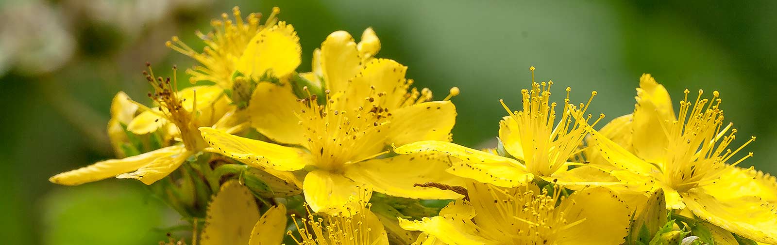 St. John's Wort - Hypericum perforatum L.
