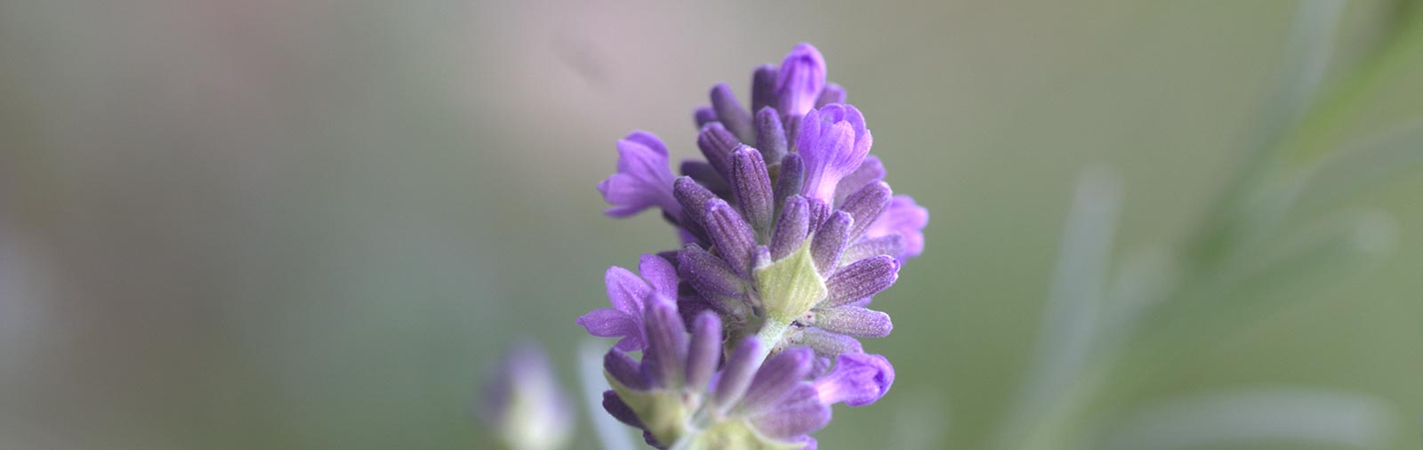 Lavender - Lavandula angustifolia Mill.