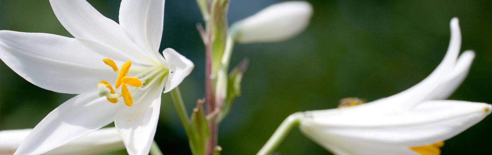 Madonna Lily - Lilium candidum L.