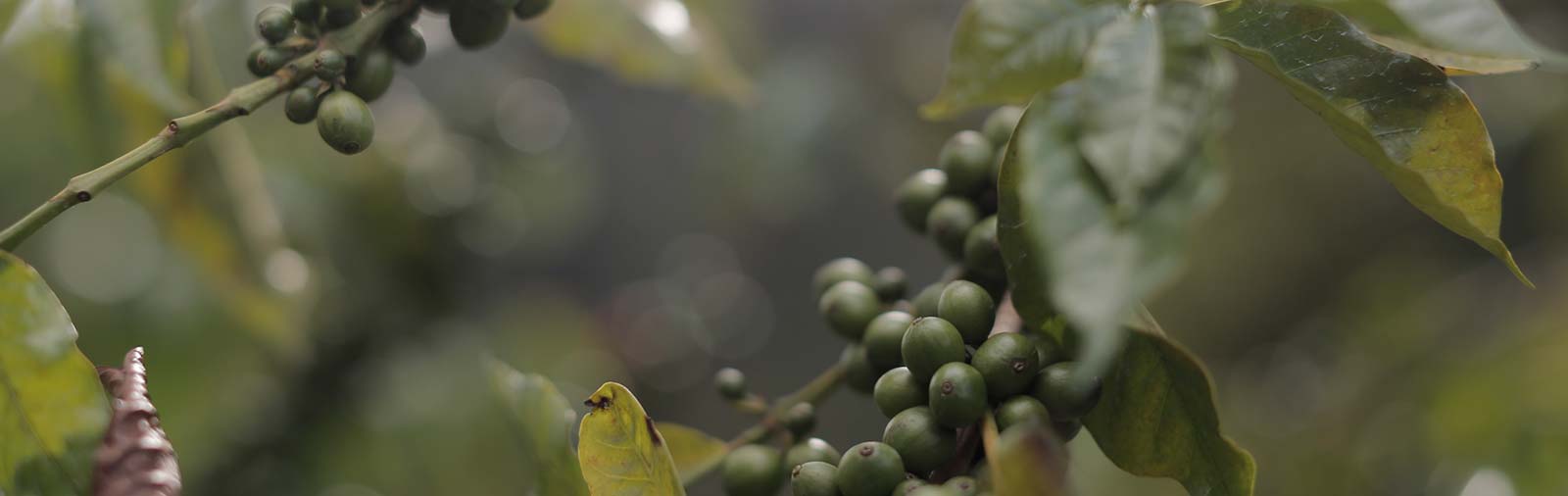 Macadamia - Macadamia integrifolia