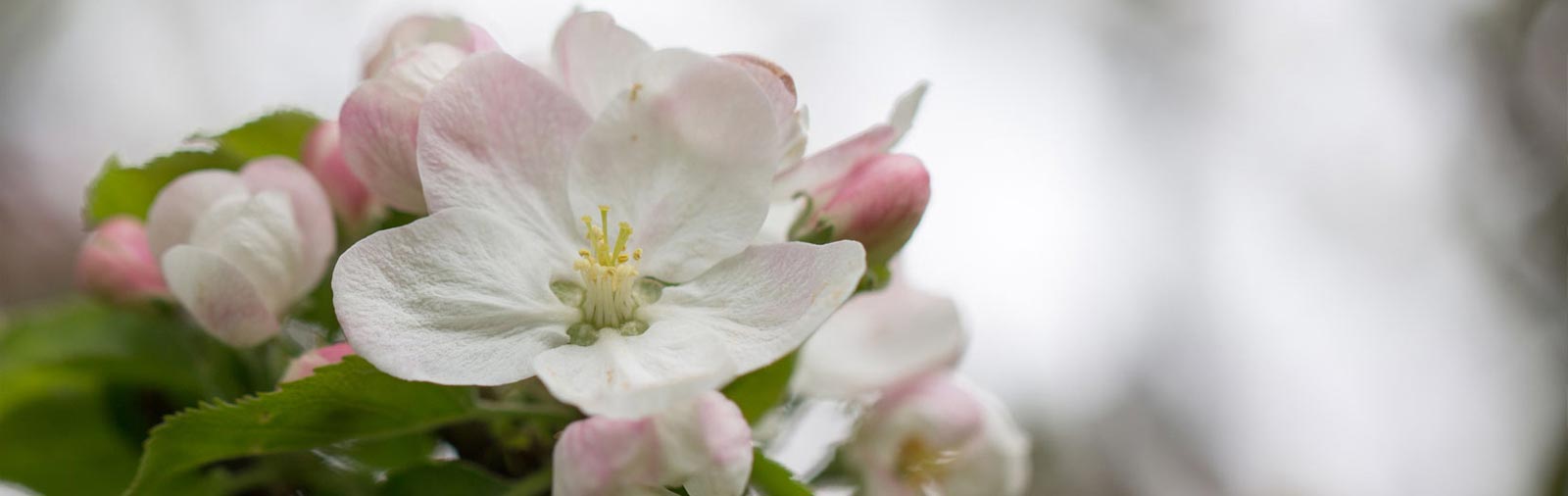 Apple - Malus domestica Borkh.