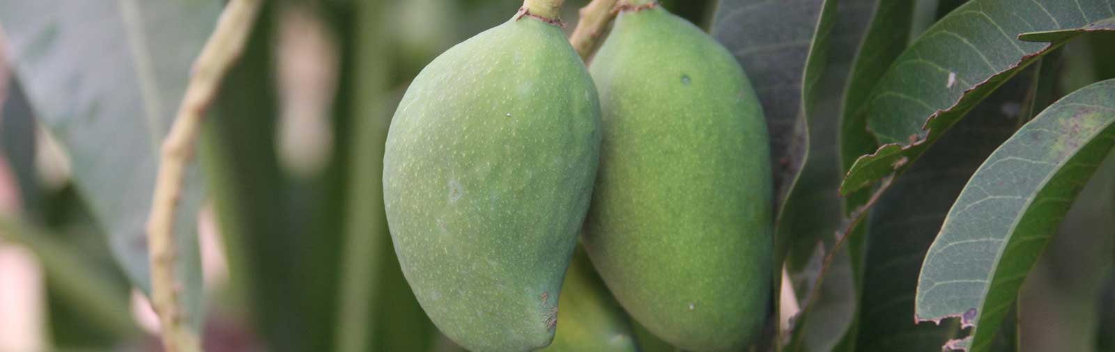 Mango - Mangifera indica L.