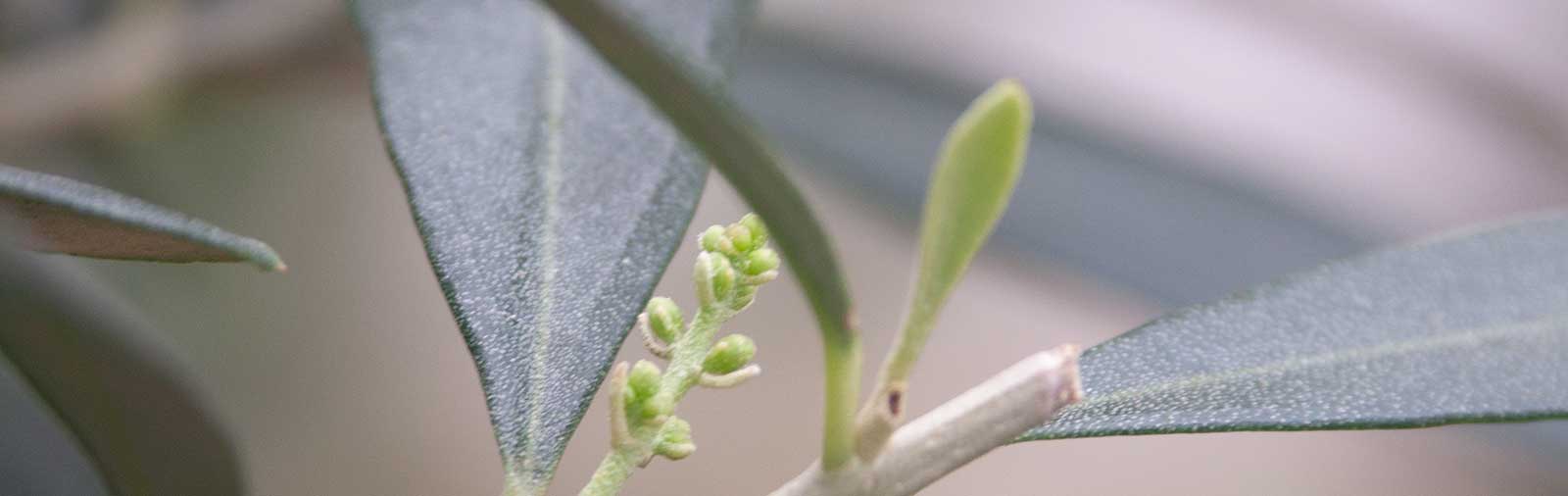 Olive - Olea europaea L.