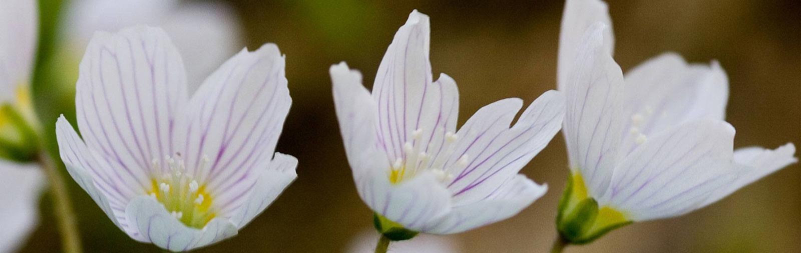 Wood Sorrel - Oxalis acetosella L.
