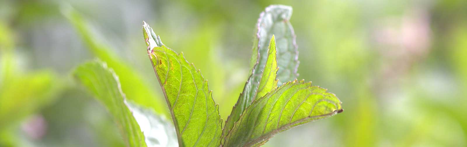 Peppermint - Mentha piperita L.