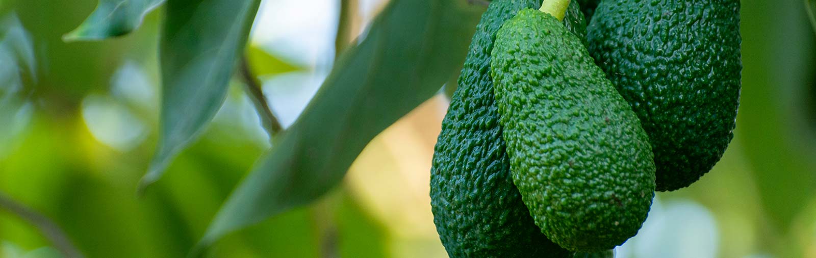 Avocado - Persea americana