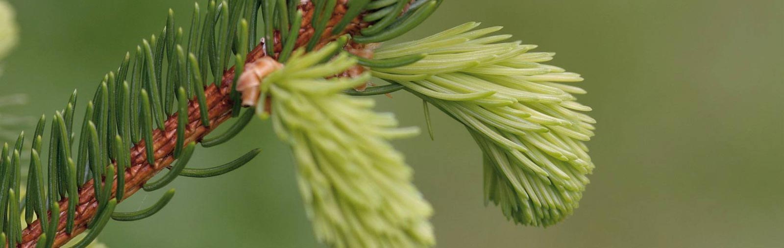 Norway Spruce - Picea abies L.