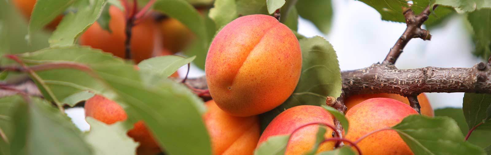 Apricot - Prunus armeniaca L.