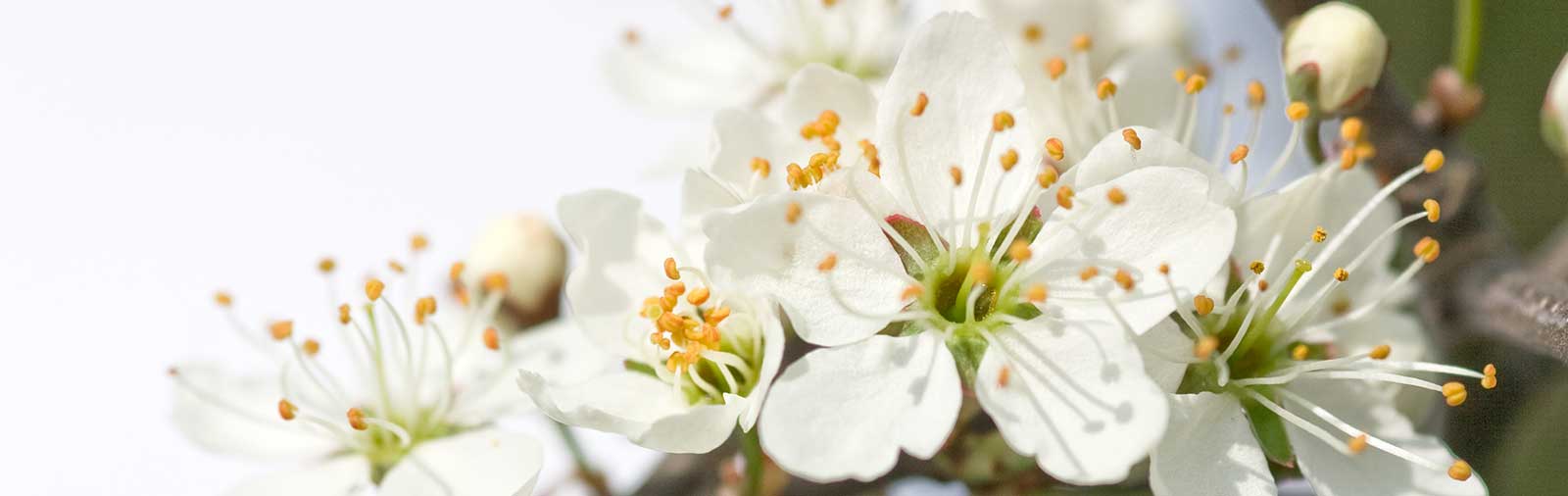 Blackthorn - Prunus spinosa