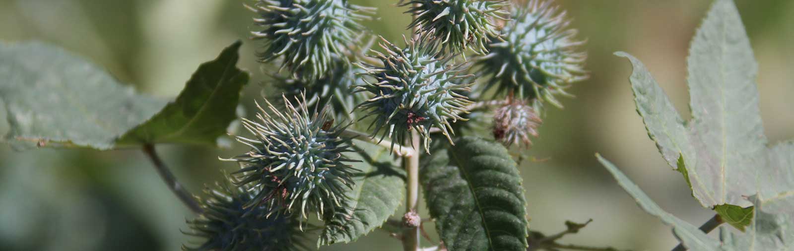 Castor Oil Plant - Ricinus communis L.