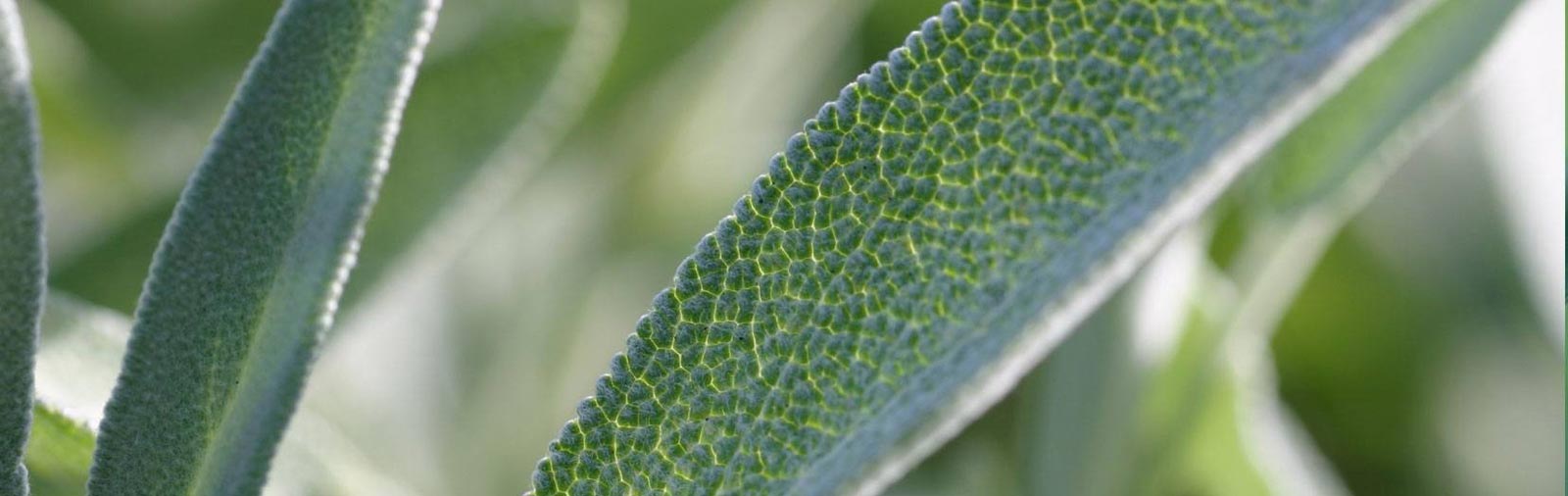 Sage - Salvia officinalis L.