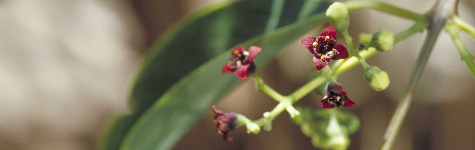 Sandalwood - Santalum album L.