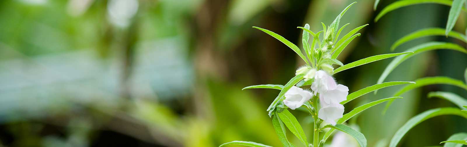 Sesame - Sesamum indicum L.