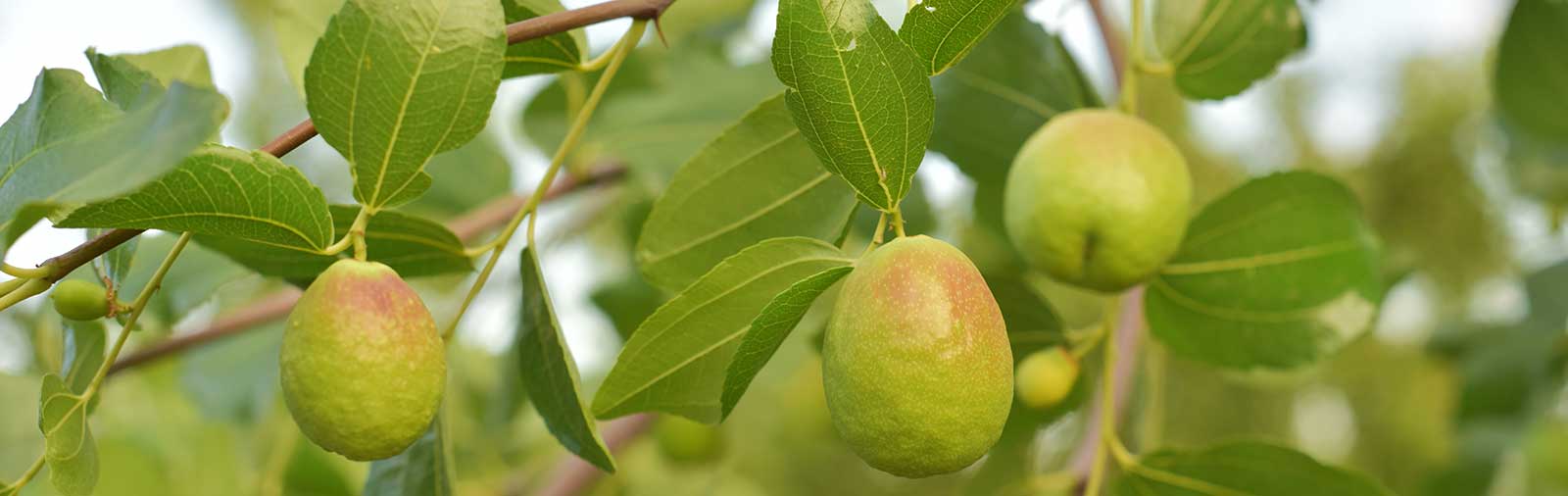 Jojoba - Simmondsia chinensis