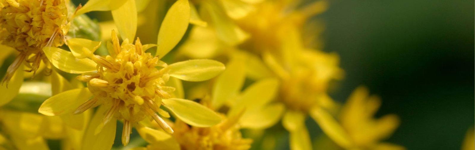 Goldenrod - Solidago virgaurea L.