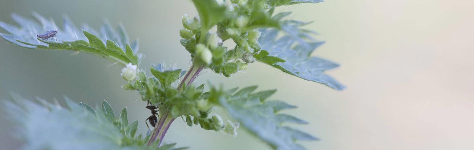 Small nettle - Urtica urens L.