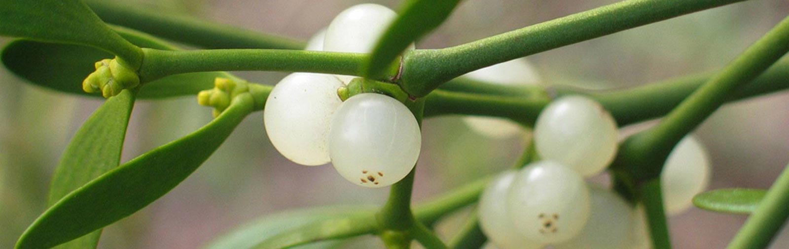 Mistletoe - Viscum album